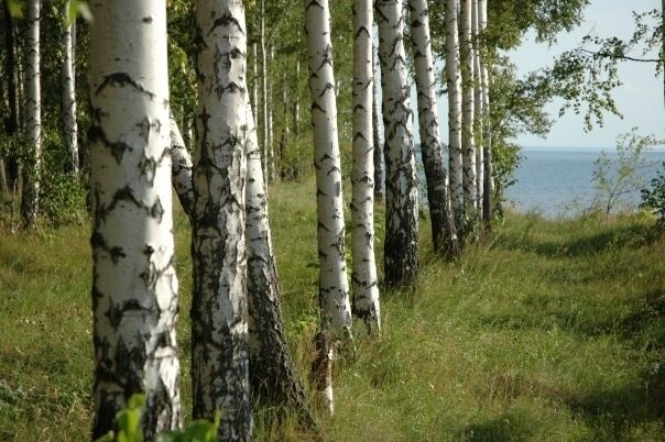 Территория базы | Шале релакс, Ульяновская область