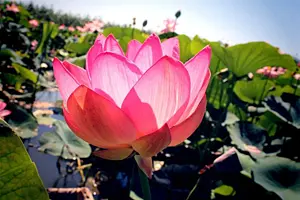 Экскурсии в долину лотосов в Астрахани