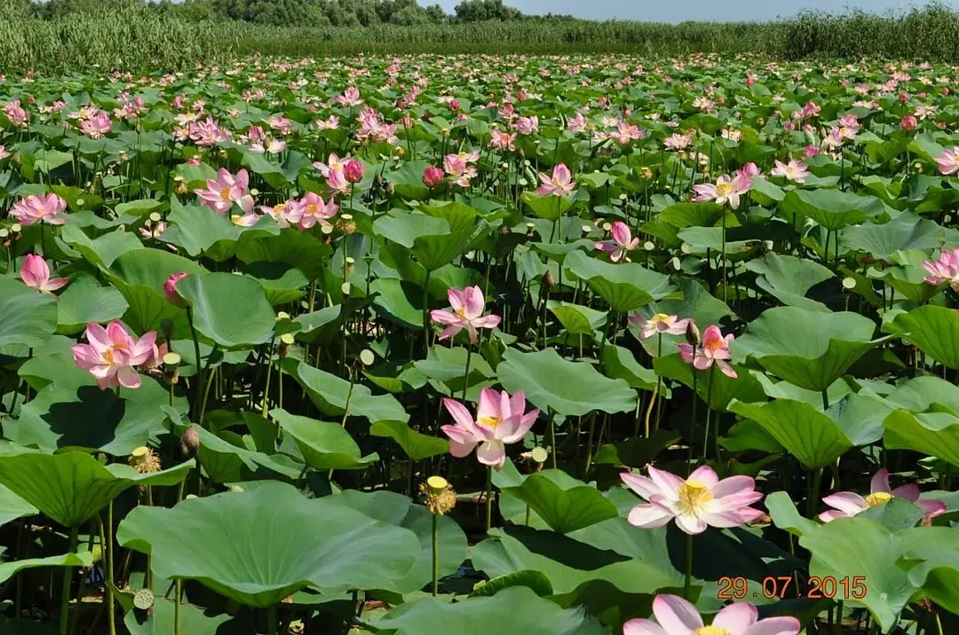 Экскурсии в долину лотосов в Астрахани