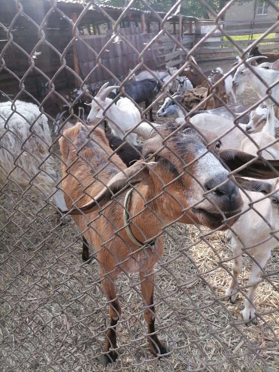 Фото 152 из отзыва о базе отдыха Донская Миля