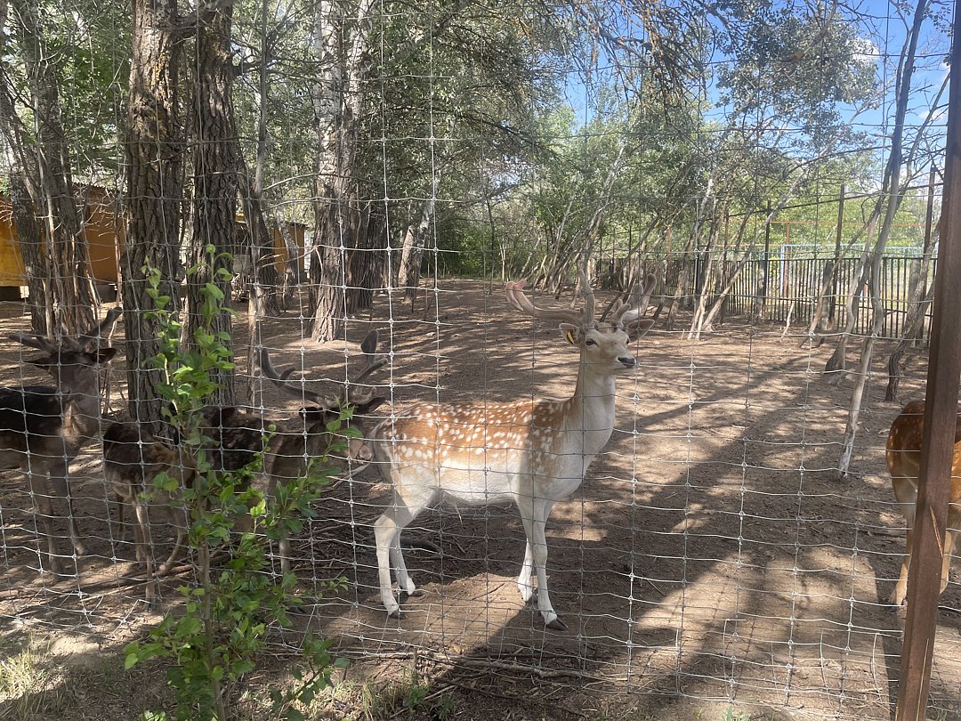 Фото 1 из отзыва о базе отдыха Донская Миля