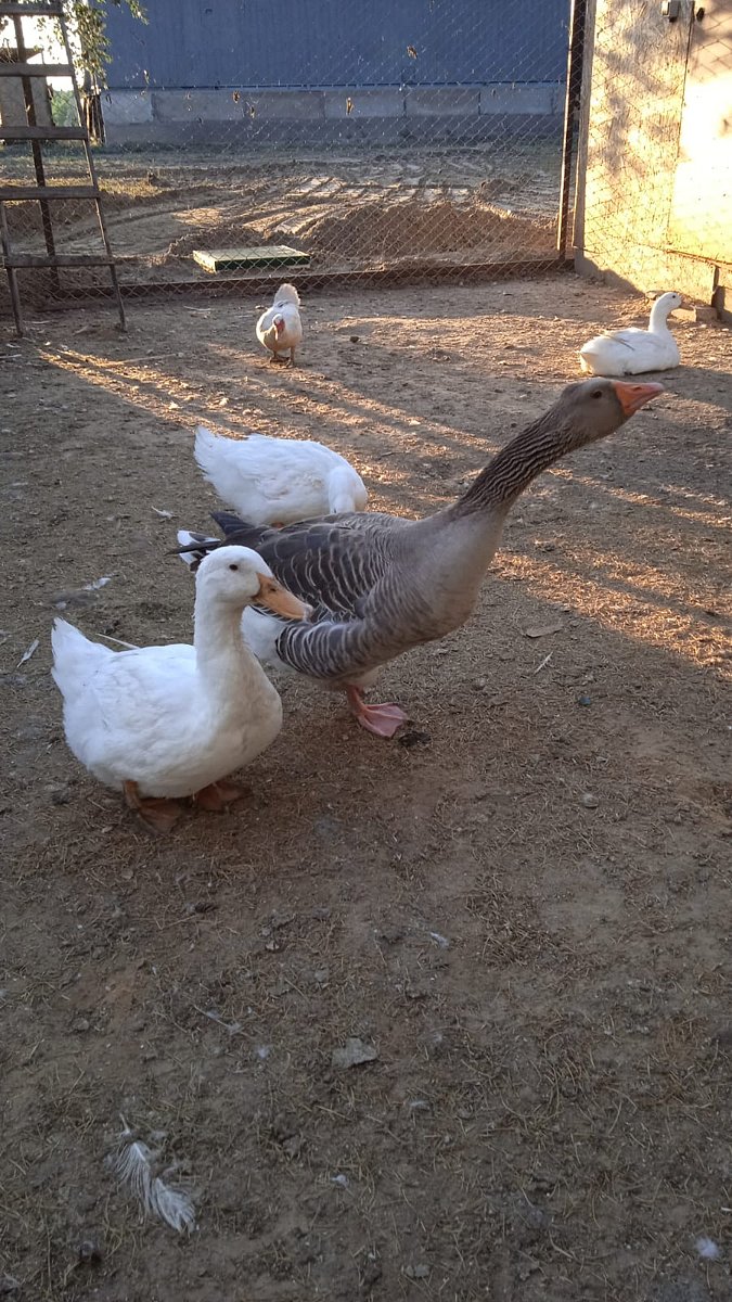 Фото 128 из отзыва о базе отдыха Донская Миля