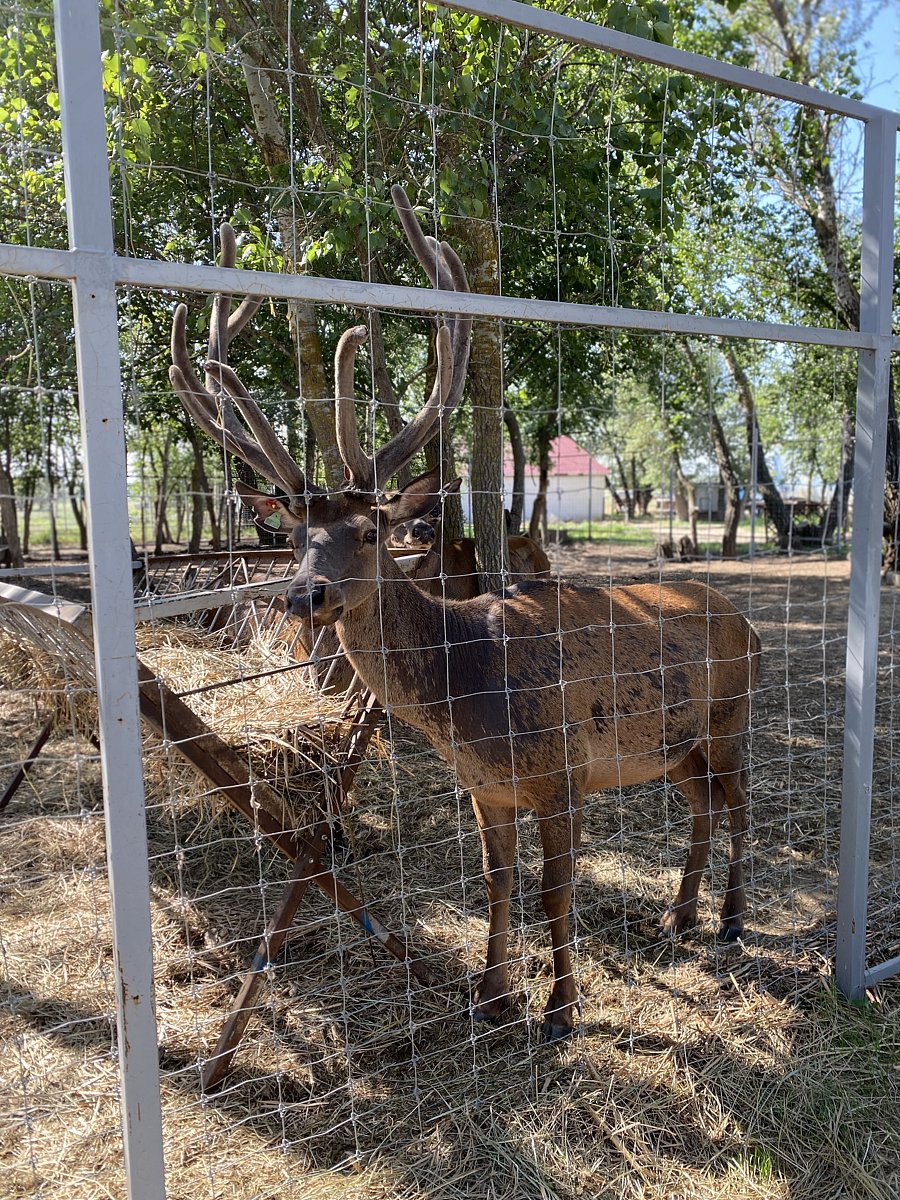 Фото 122 из отзыва о базе отдыха Донская Миля