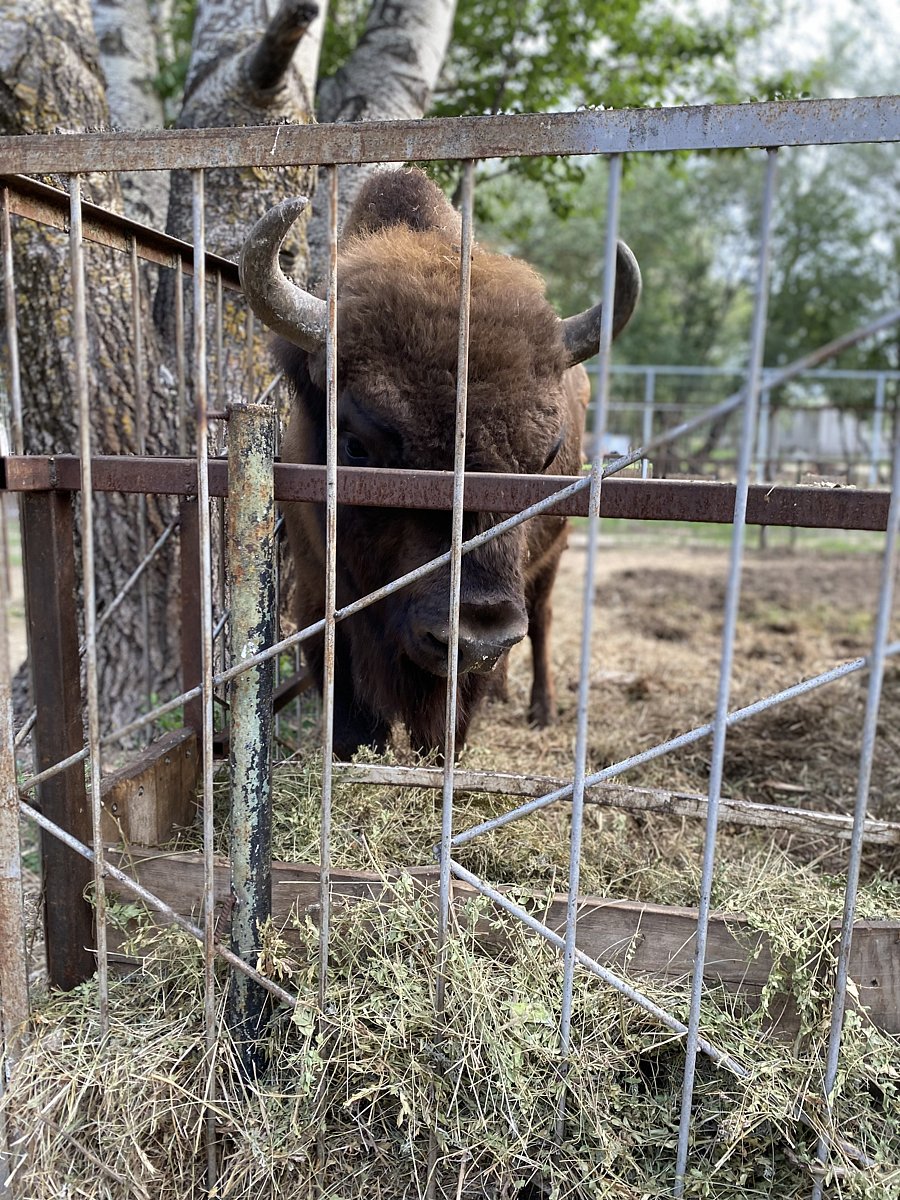 Фото 125 из отзыва о базе отдыха Донская Миля