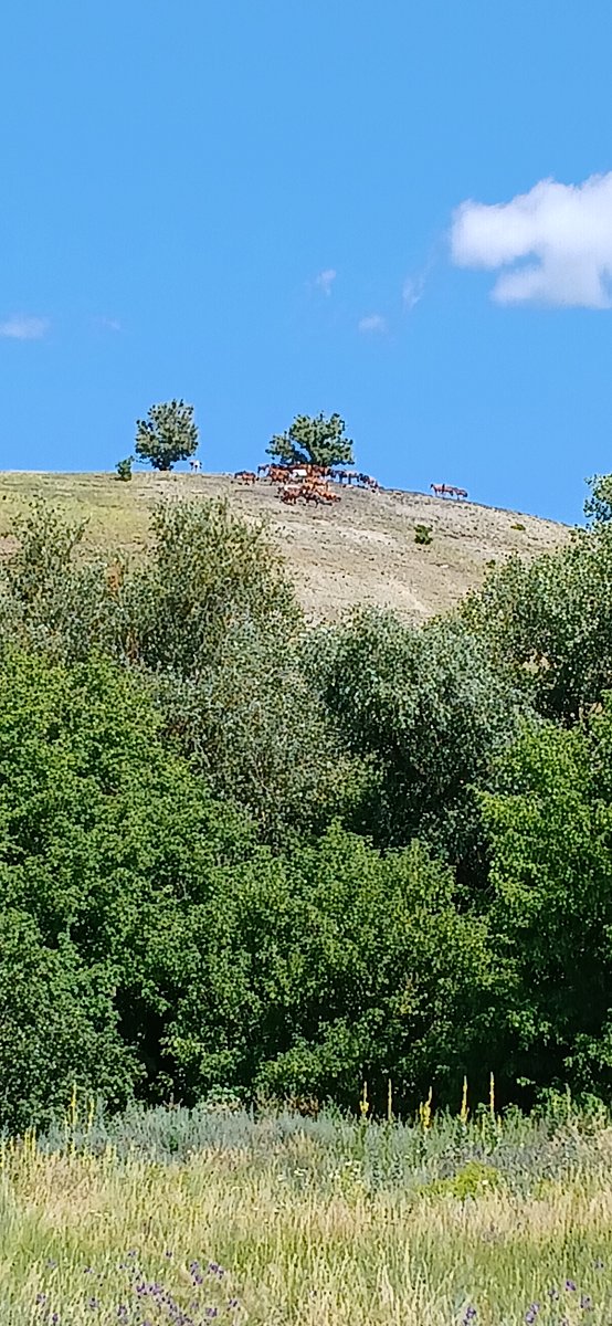 Фото 3 из отзыва о базе отдыха Донские зори