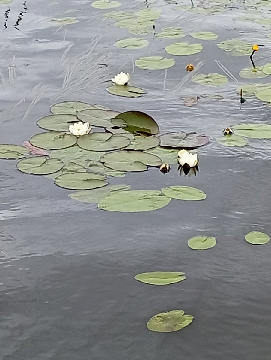 Фото 1 из отзыва о коттеджном комплексе Плотвичкина заводь