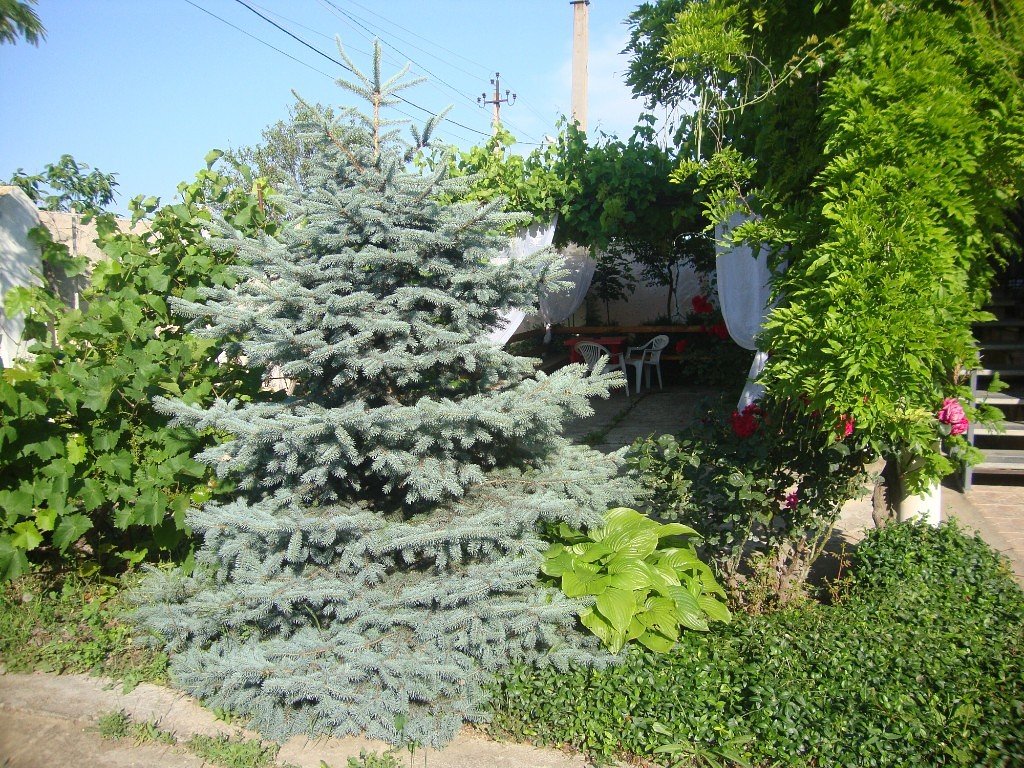 «Оазис» гостевой дом | Оазис (Береговое), Крым