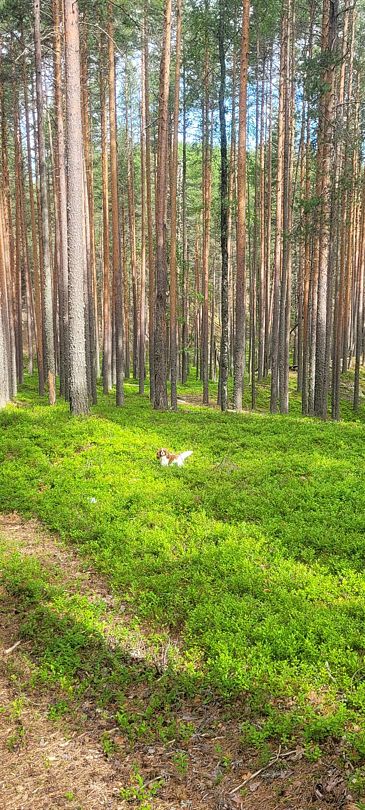 Фото 4 из отзыва о парк-отеле Сямозерье