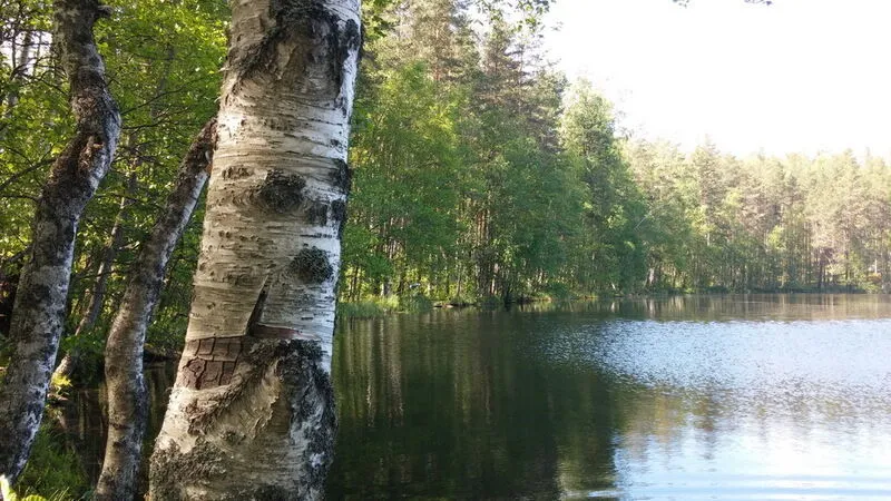 Холодный ручей, Ленинградская область: фото 4