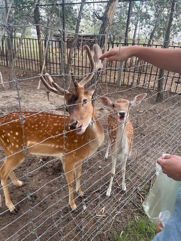 Фото 8 из отзыва о базе отдыха Донская Миля