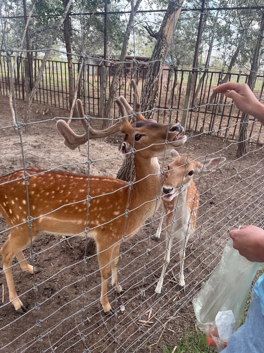 Фото 83 из отзыва о базе отдыха Донская Миля