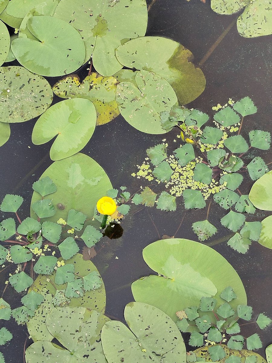 Фото 2 из отзыва о базе отдыха Фокино-Приволжье