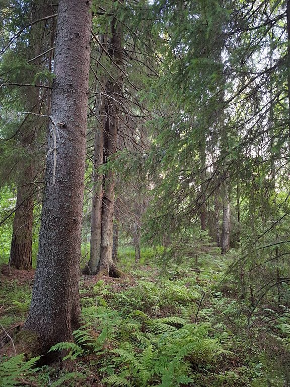 Фото из отзыва от 24.07.2025