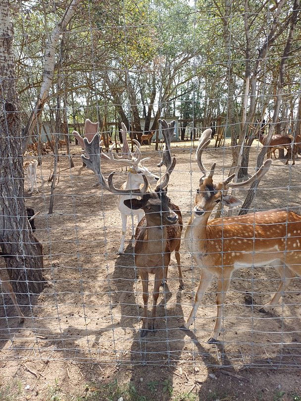 Фото 4 из отзыва о базе отдыха Донская Миля