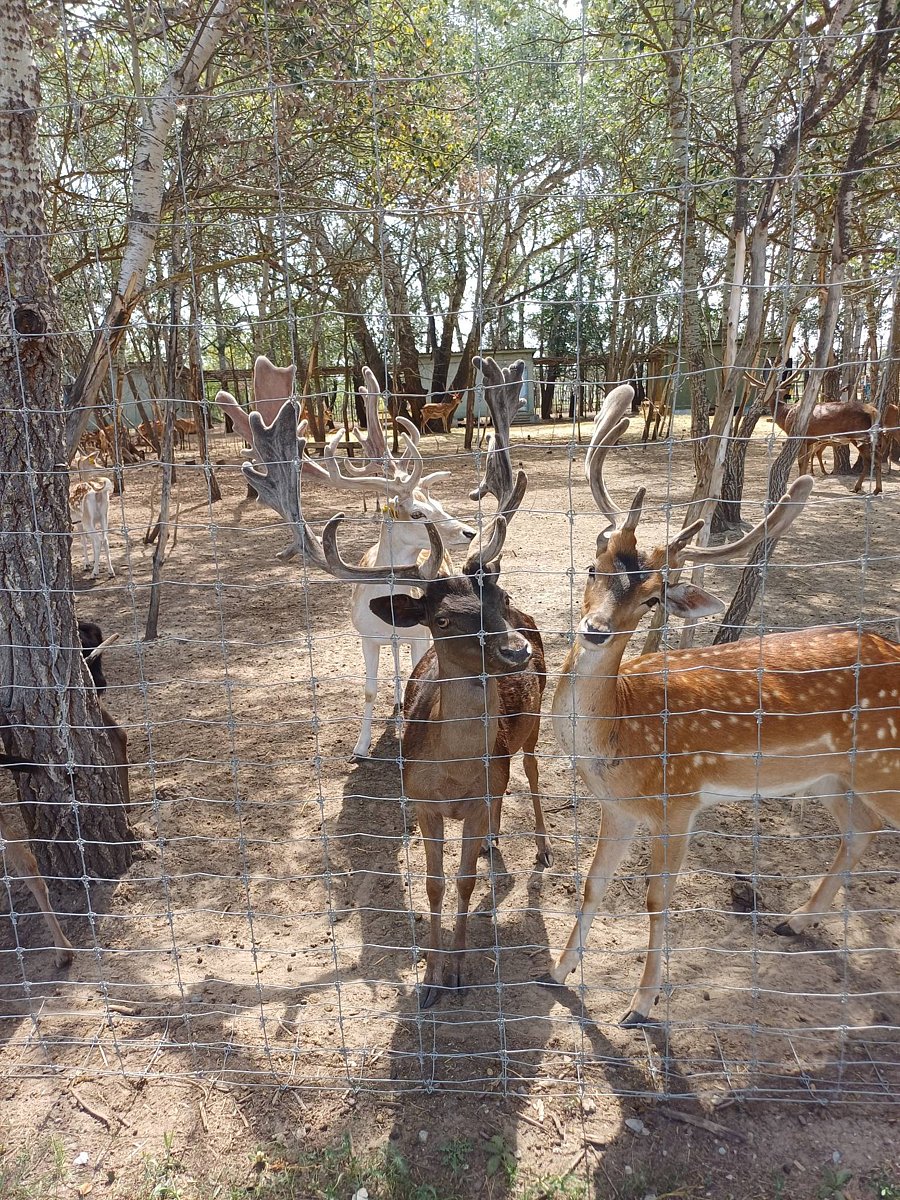 Фото 61 из отзыва о базе отдыха Донская Миля