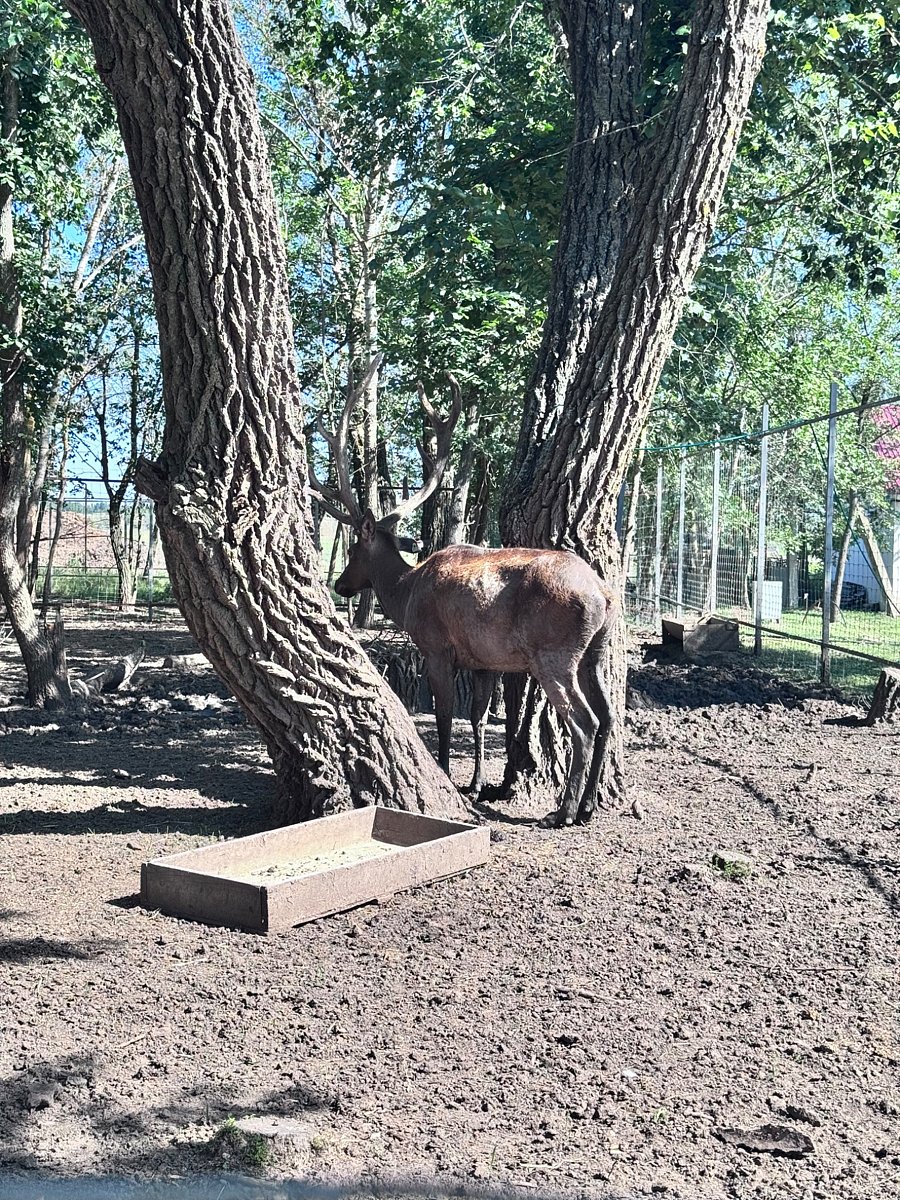 Фото 78 из отзыва о базе отдыха Донская Миля