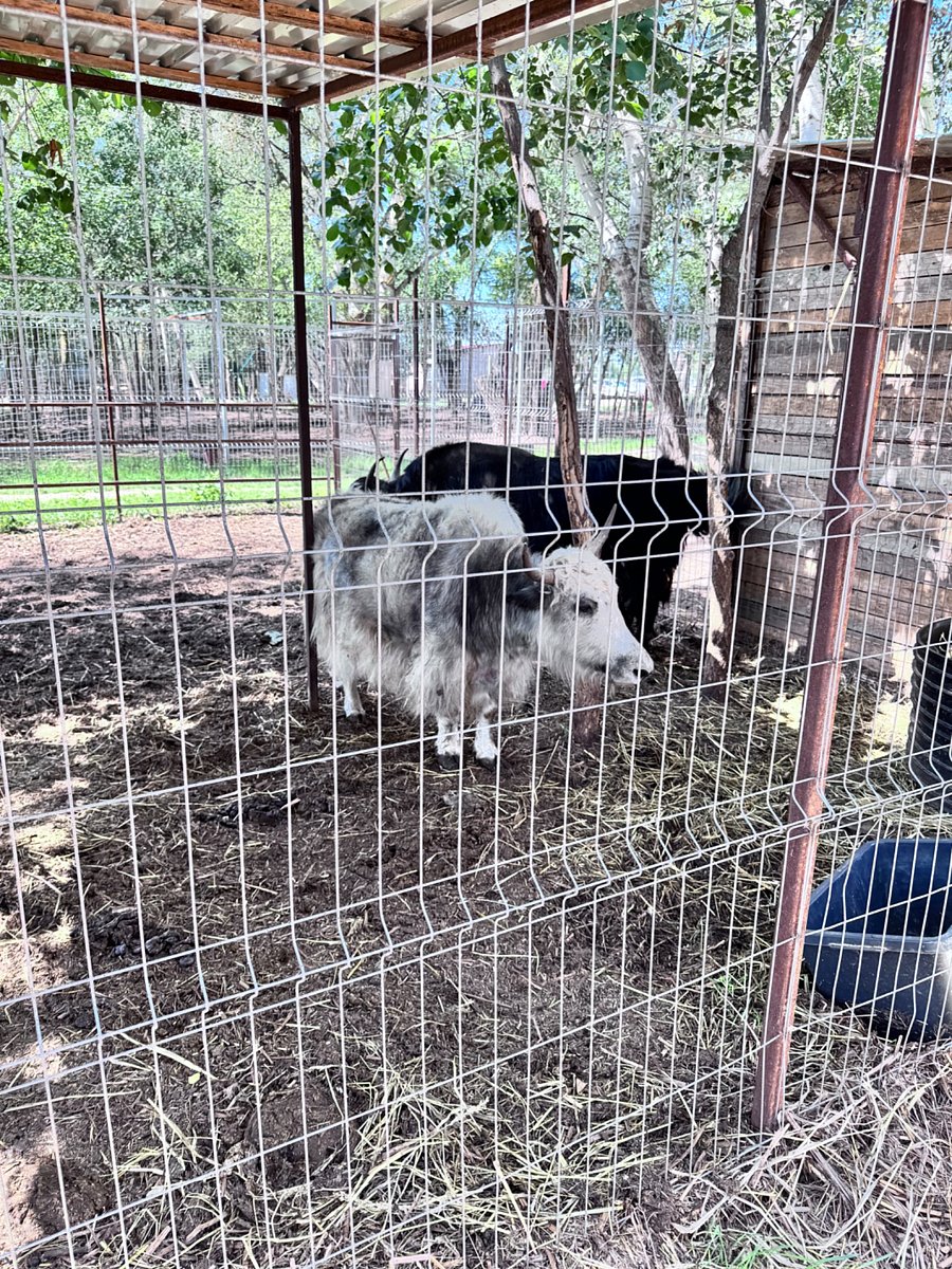 Фото 79 из отзыва о базе отдыха Донская Миля