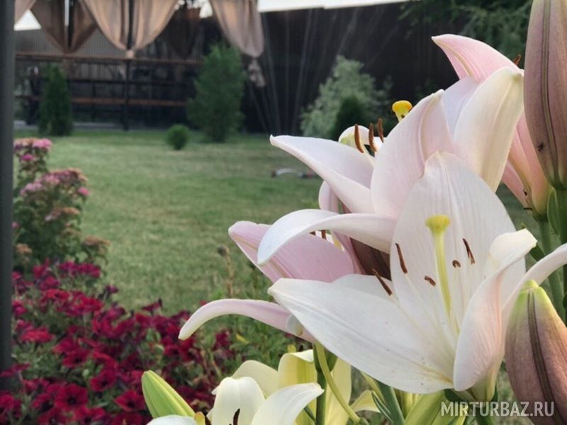 Загородный комплекс Солнечный, Воронежская область, Борисоглебск 