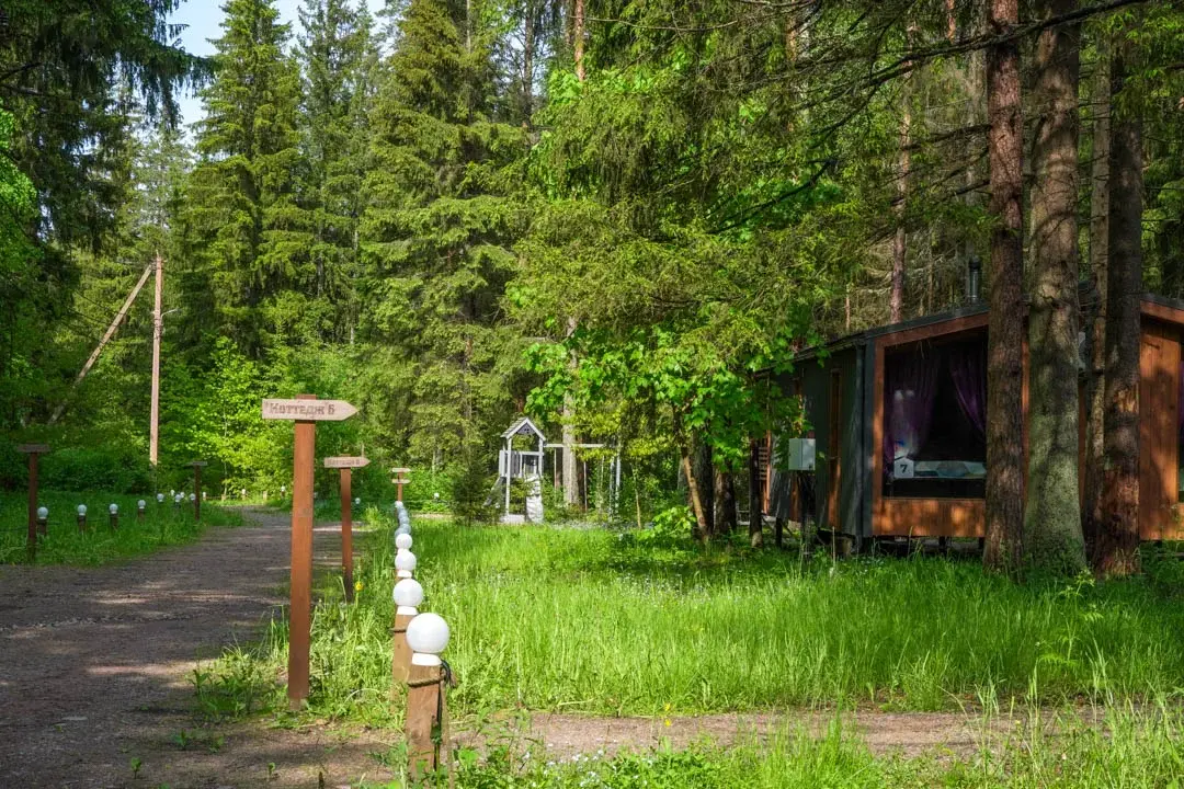 Пихта, Ленинградская область: фото 3