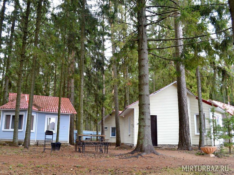 Солнечный бор, Вологодская область: фото 2