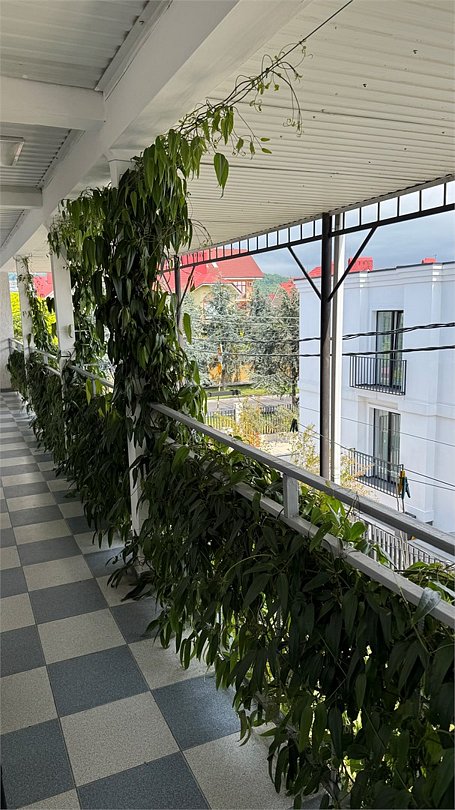 Гостевой дом Кипарис, Сочи, Краснодарский край