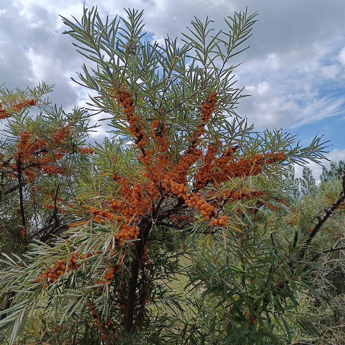 Фото 3 из отзыва о парк-отеле Кленовая роща