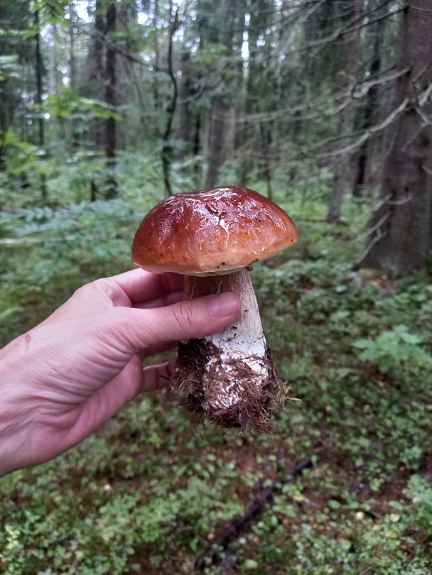 Фото 2 из отзыва о базе отдыха Лесное озеро