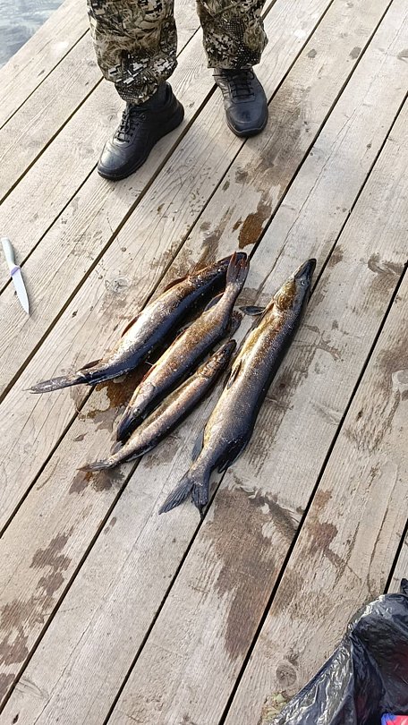 Фото 1 из отзыва о базе отдыха Лесное озеро