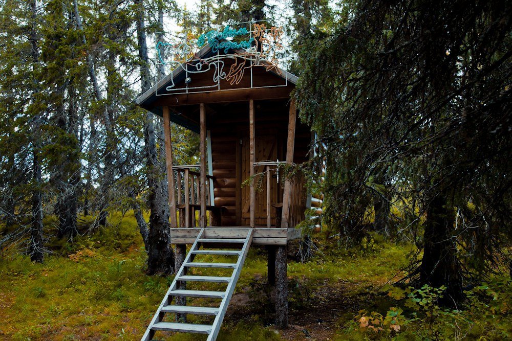 Лесная сказка, Ненецкий автономный округ: фото 4