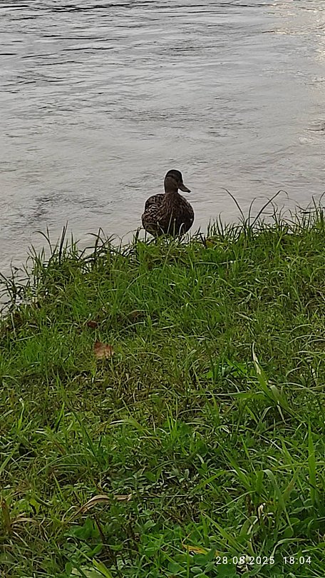 Фото 2 из отзыва о базе отдыха Дух Тайги