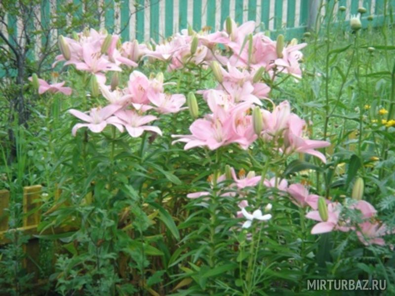 Дельфин, Приморский край: фото 3