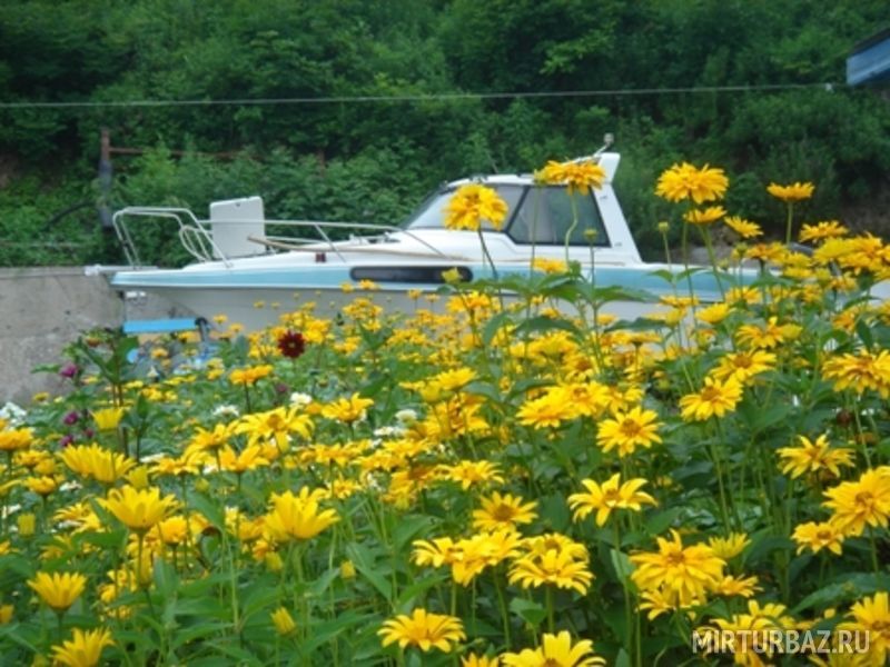 Дельфин, Приморский край: фото 5