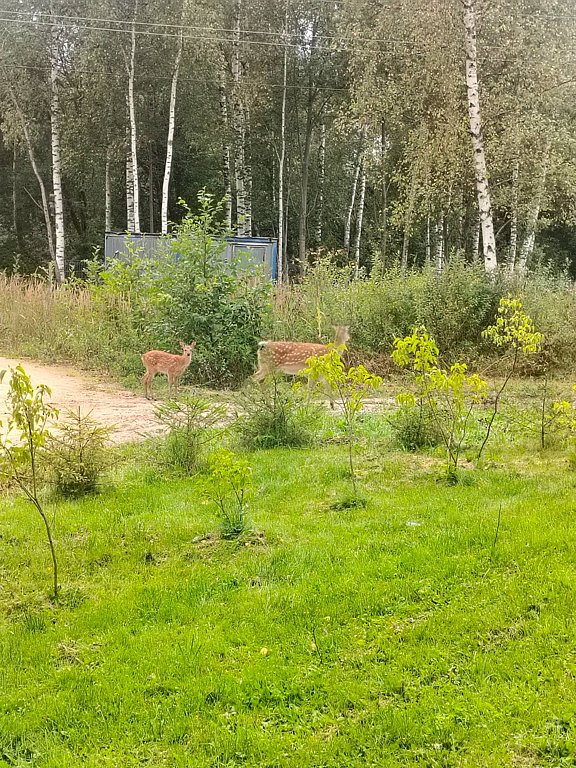 Фото из отзыва от 28.08.2025