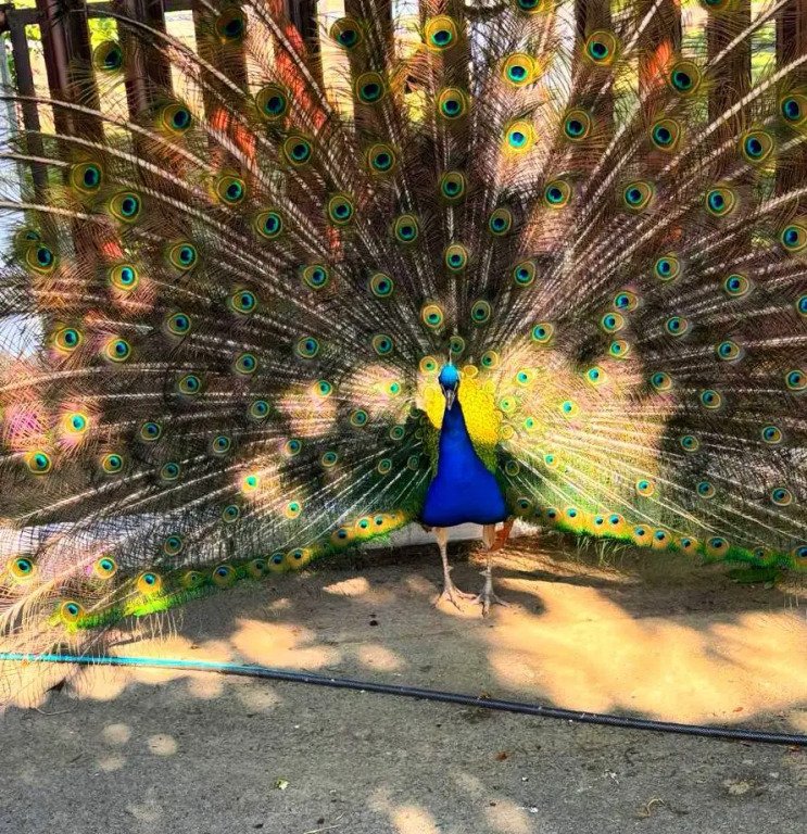 Экопарк Великокняжеский Остров, Ростовская область: фото 3