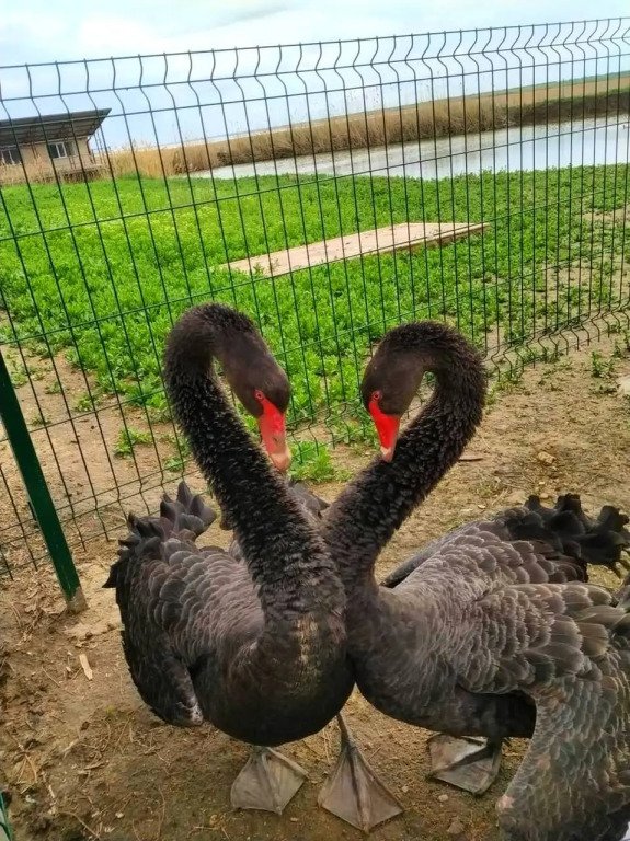 Экопарк Великокняжеский Остров, Ростовская область: фото 4