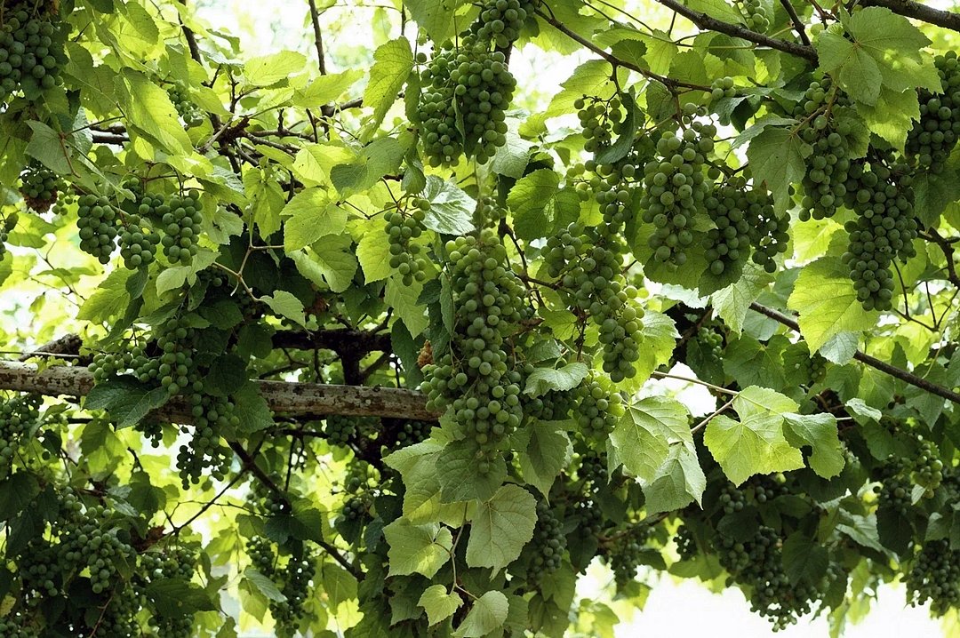 Виноград | Диана Аллама Групп, Краснодарский край