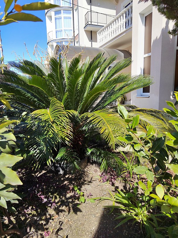 Территория | Жемчуг (Адлер), Краснодарский край