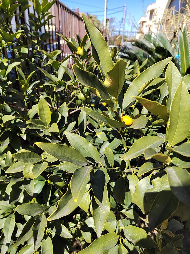 Территория | Жемчуг (Адлер), Краснодарский край