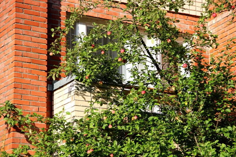 Театральный, Ленинградская область: фото 4