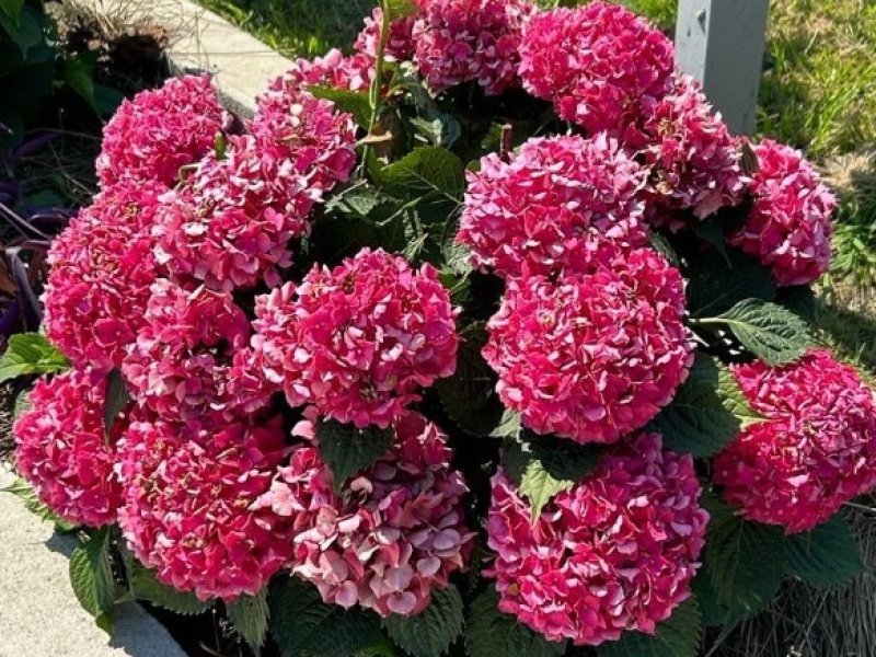 Розалия, Краснодарский край: фото 2