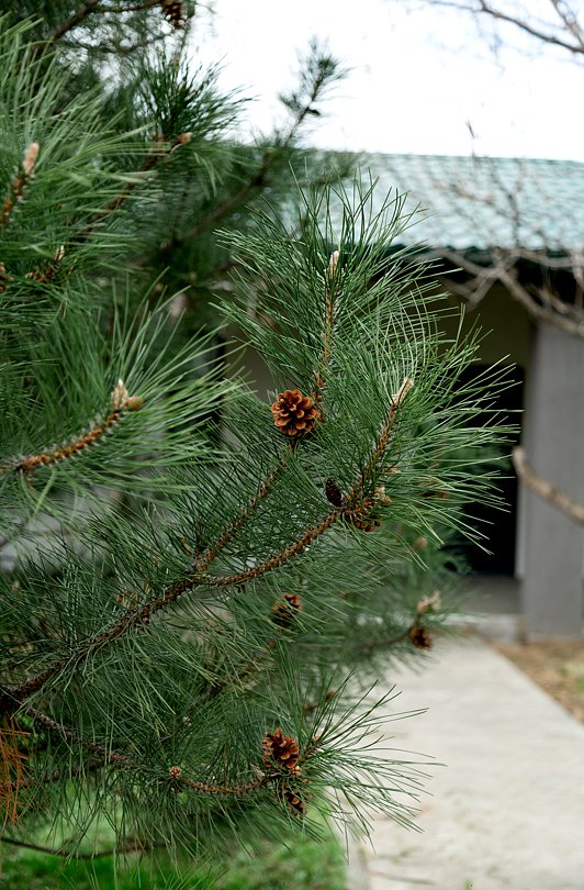 Общий вид | Клёвое Никольское, Астраханская область