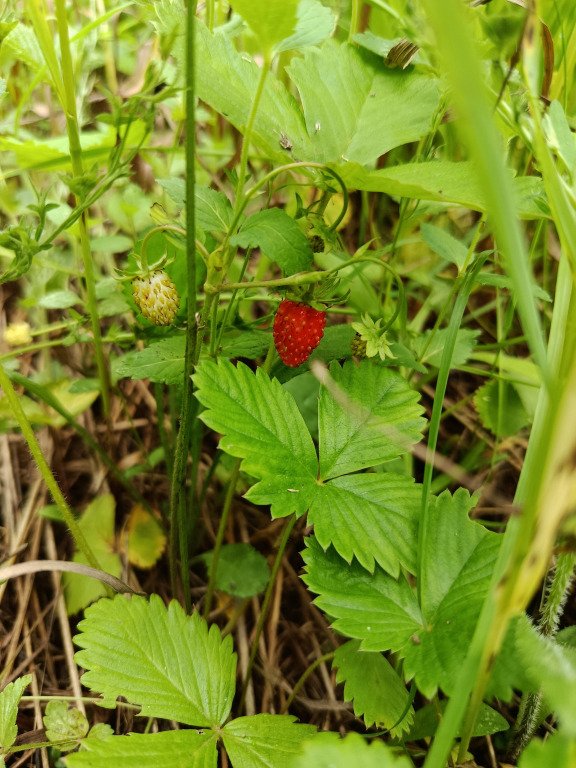 Частный дом Кипарис на поле, Московская область: фото 5