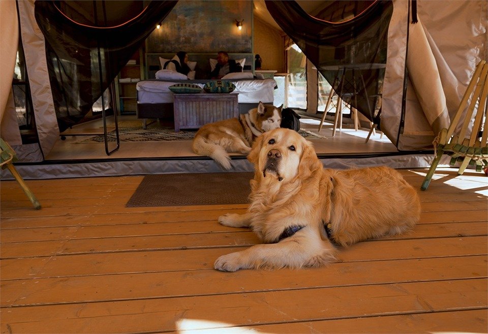 Лодж 2-местный (на холме)