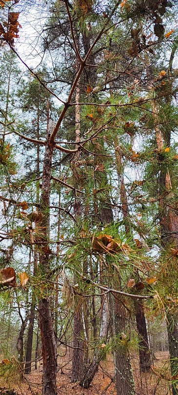 Фото 3 из отзыва о базе отдыха Домвбору.ру