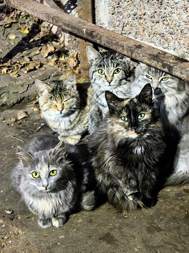 Фото 3 из отзыва о доме в аренду Бакланенок