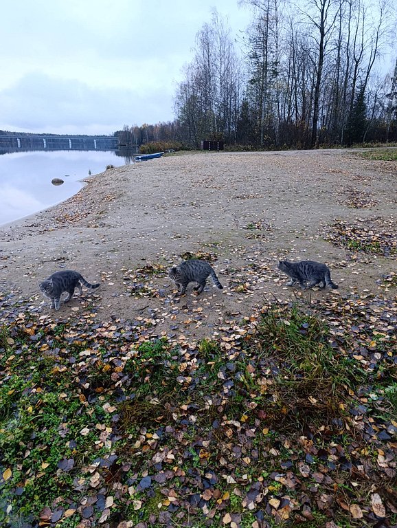 Фото из отзыва от 31.10.2025