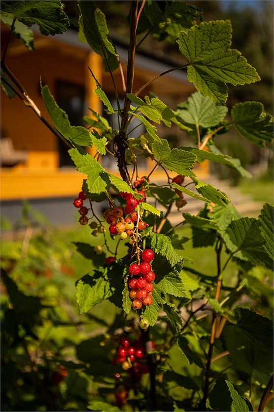 Джао Да!Ча  (Завидово), Тверская область: фото 3