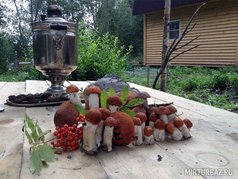 Чистая Карелия, Республика Карелия: фото 2