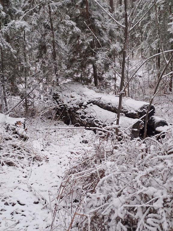 Фото из отзыва от 05.11.2025