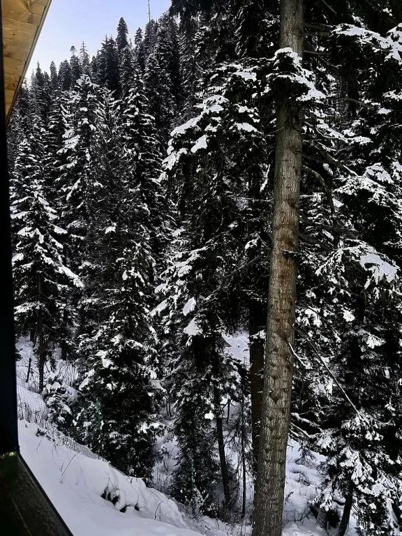 Шале Forest glamp, Республика Карачаево-Черкесия: фото 5